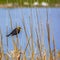 Frame Square Small bird perching on a slim brown grass that grows around a lake