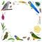 Frame template with cartoon exotic birds. Tropical rectangle composition with grey african, macaw and kea, pionus and