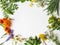 Frame of various fresh medicinal herbs - chamomile, tutsan, calendula, clover,yarrow on white background. Top view. Copy space