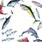 Frame of various fresh sea fish watercolor illustration isolated on white. Wild fish, tuna, salmon, herring, anchovy