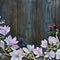 Frame watercolor magnolia flowers over dark rustic wooden background