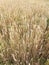 Frame of wheat on the field in the process of growth in July