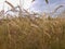 Frame of wheat on the field in the process of growth in July against a clear sky on a sunny day