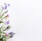 Frame of wild flowers, bell, carnation, lavender, burr, on a white canvas background. Top view, close-up.