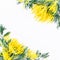 Frame of yellow mimosa branch on white background. Flat lay, Top view. Floral spring background
