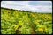 Framed Close up view of a field of sunflowers with a drone in the sky