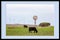 Framed Image Of Cattle Grazing Beside Old And New Wind Devices