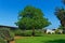 Framed tree to a day`s sky with electric wires in the background