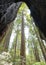 Framed trees in a redwood forest