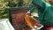 Frames of a bee hive, beekeeper in green special clothes harvesting honey