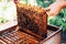 Frames of a bee hive. Beekeeper harvesting honey. The bee smoker