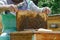 Frames of a bee hive. Beekeeper harvesting honey.Beekeeper Inspecting Bee Hive.