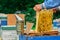 Frames of a bee hive. Beekeeper harvesting honey.Beekeeper Inspecting Bee Hive.