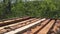 Frames of a bee hive. Beekeeper harvesting honey. Working bees on honey cells.