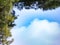 Framing of pine branches against the blue sky