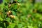 Framsng from vernal barberry with flowers, green foliage of a garden bush. Selective focus