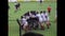 France 1975, 70s Rugby Game: Vintage Sports Footage
