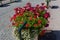 France Arromanches Flowers on sidewalk   847501