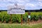 France Burgundy 2019-06-20 beautiful scenic summer landscape of the Montrachet grand cru vineyard, stone pillows with plate,