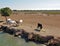 France Camargue horses and bulls grazing