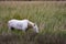 France - Camargue - wild horses