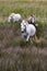 France - Camargue - wild horses