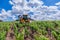 France Chablis 2019-06-21 front view of agriculture orange tractor cultivate field. Tractor with agricultural sprayer