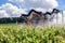 France Chablis 2019-06-21 Orange tractor cultivate field, tractor spraying vineyard with fungicide, sprayer machine