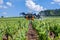 France Chablis 2019-06-21 Orange tractor spraying vineyard with sulfur