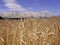 France cornfield devoluy region haute alpes french alps