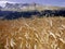 France cornfield devoluy region haute alpes french alps