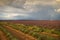 France, evening in Provence, lavender fields and rainbow after t