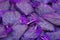 France- Full Frame Close Up of Lavender Flowers in Transparent Purple Bags