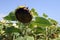 France, Gers, Ripening sunflower