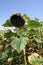 France, Gers, Ripening sunflower