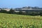 France, Gers, Sunflower landscape