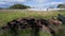 France, Gironde, April 2022, Fighting frost in the Bordeaux vineyards using geotextile fabric, The fight against the