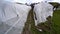 France, Gironde, April 2022, Fighting frost in the Bordeaux vineyards using geotextile fabric, The fight against the