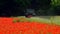 France, Gironde,May-30-2023, Aerial view of a tractor cutting tall grass to make fodder for animals