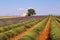 France, landscape Provencal: harvest lavender field