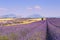 France, landscapes of Provence: Harvest lavender fields