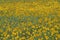 France, Midi Pyrenees, Gers, Monfort, Sunflower field