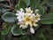 France Monaco beautiful white flower close up