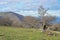 France mountain landscape Pyrenees Orientales