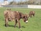 France, Poitou Donkey