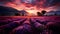 France\\\'s Lavender Symphony: Grenoble\\\'s Fields Dance with Sunset Hues