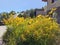 France Savoie Helianthe helianthus yellow flowers garden blue sky Alps summer