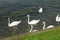France, swans in Seine river in Les Mureaux