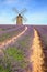 France - Valensole - Lavandes