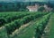 France: Wine-Region Bordeaux, Chardonay-Grapes Plantation